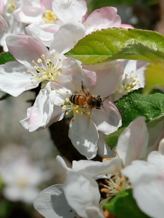 La biodiversità  nei frutteti