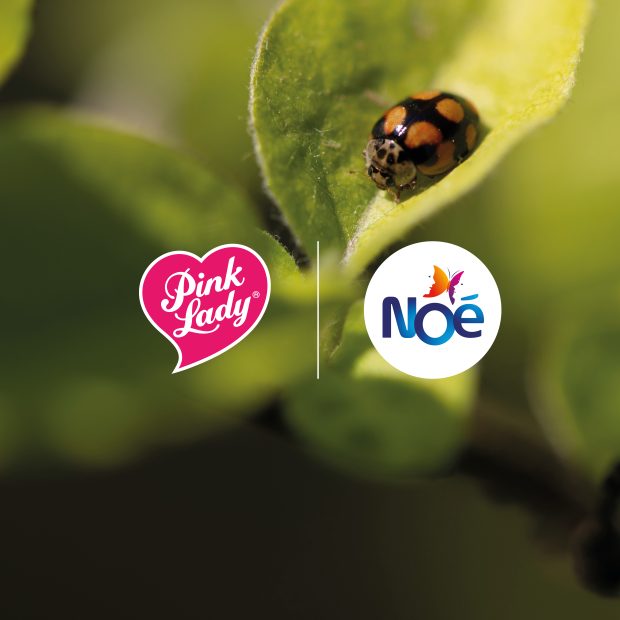 L'associazione Noé